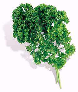 Forest Green Parsley Petroselinum seed